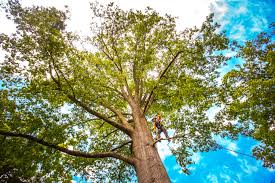 Reliable Matteson, IL Tree Services Solutions