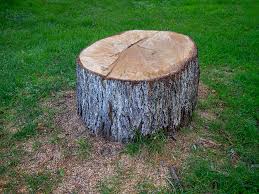 Best Hazardous Tree Removal  in Matteson, IL