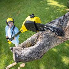 Best Palm Tree Trimming  in Matteson, IL