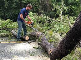 How Our Tree Care Process Works  in  Matteson, IL