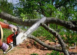 Best Tree Mulching  in Matteson, IL