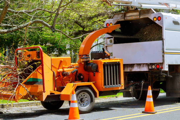 Best Lot and Land Clearing  in Matteson, IL