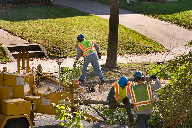 Best Grass Overseeding  in Matteson, IL