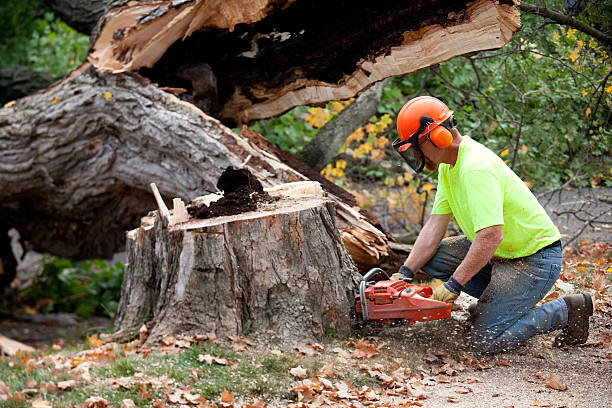  Matteson, IL Tree Services Pros