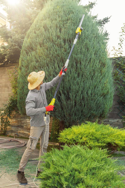 Best Organic Lawn Care Solutions  in Matteson, IL
