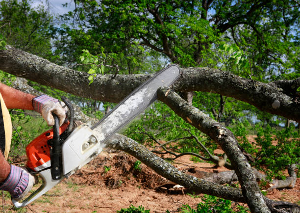 Best Stump Grinding and Removal  in Matteson, IL