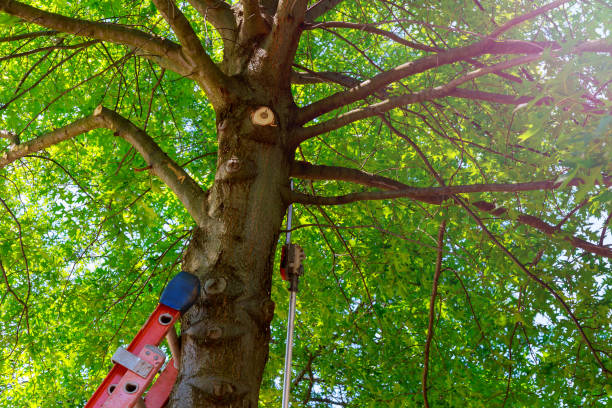 Best Emergency Tree Removal  in Matteson, IL